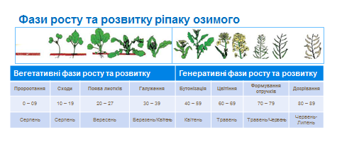 Особенности возделывания озимого рапса схема