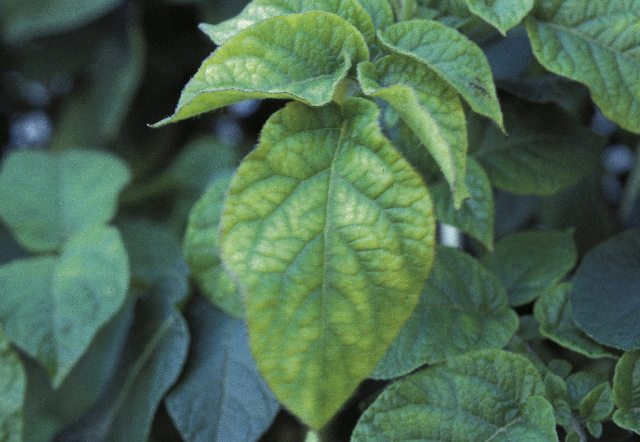 Mg deficieny in potato