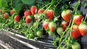 Strawberry yield