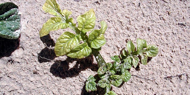 Нестача молібдену