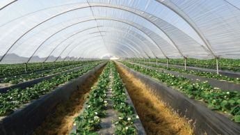 Високі пластикові тунелі