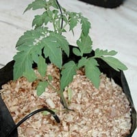 Вирощування на кокосовій стружці