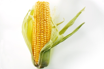 Maize Image