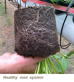 Здорова коренева система