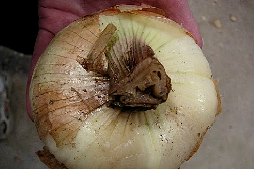 Шийкова гниль