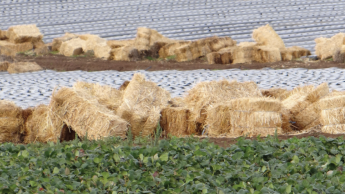 Солома готується для укладання між рядами
