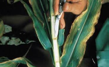 Дефіцит калію