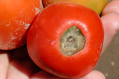 tomato image 1