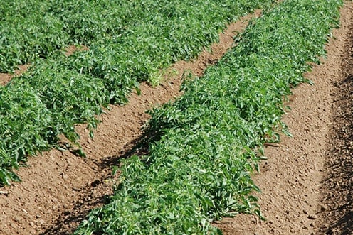 Детермінантні сорти томатів