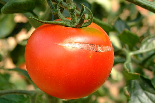 tomato image 3