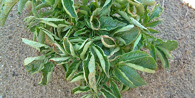 Нестача міді