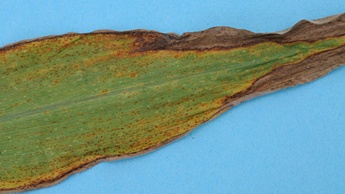 Дефіцит калію