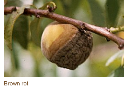 Brown rot
