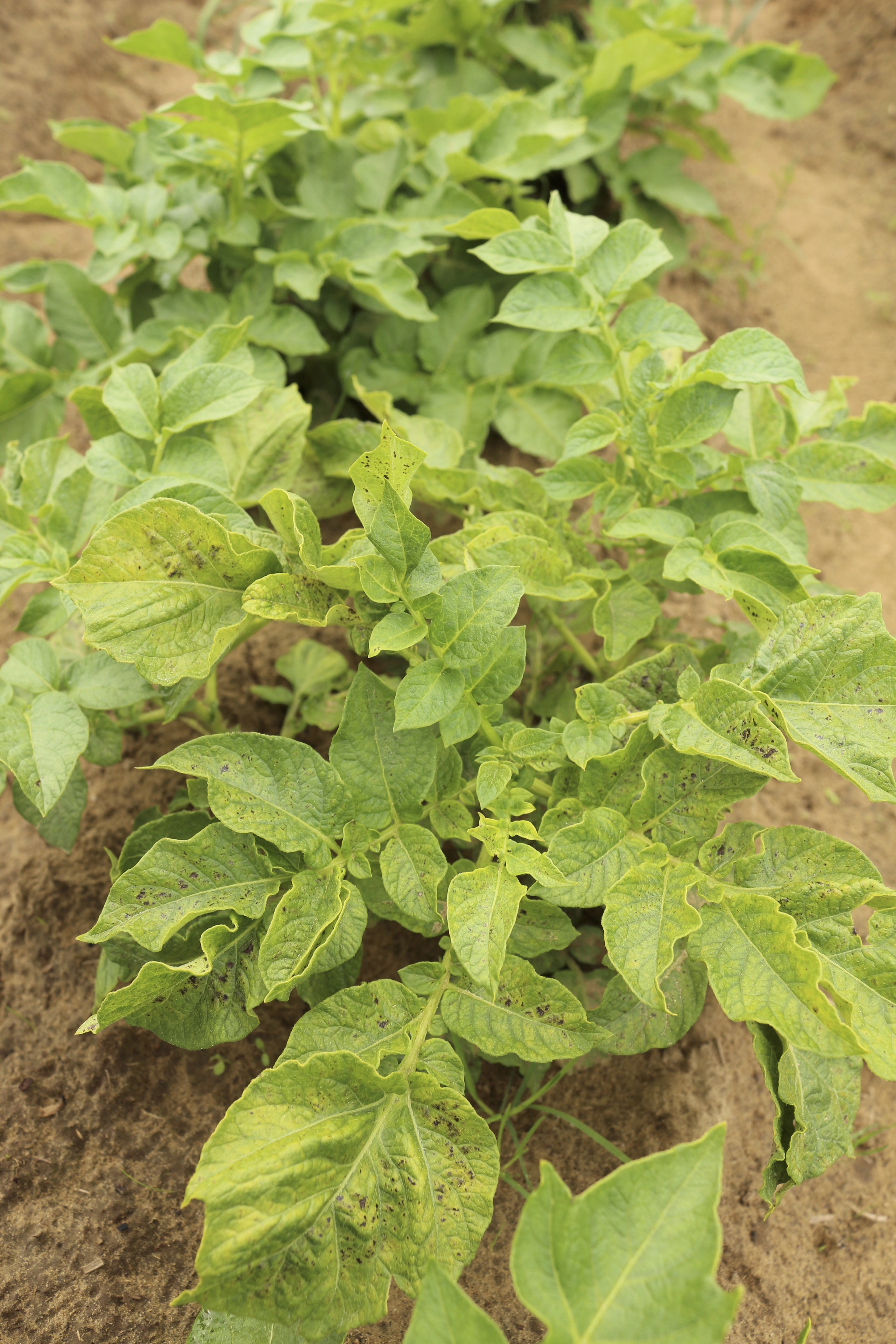 Дефіцит цинку