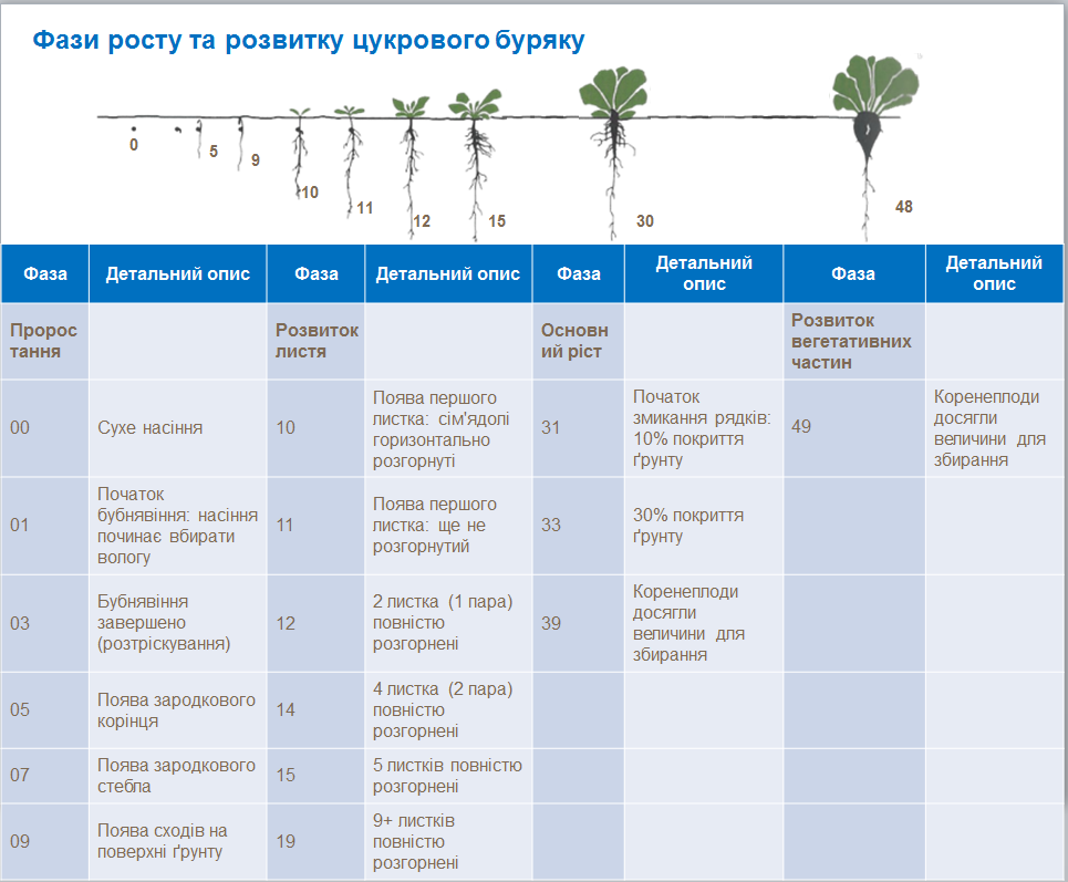 sugar beet growth stages