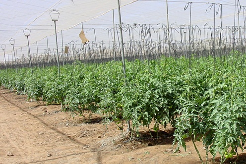 Вирощування на ґрунті