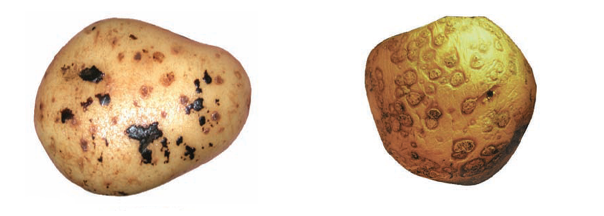 Чорна парша / порошіста парша