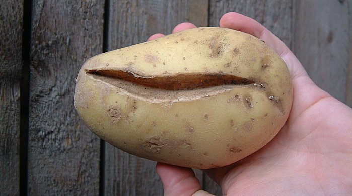 Розщеплення бульби