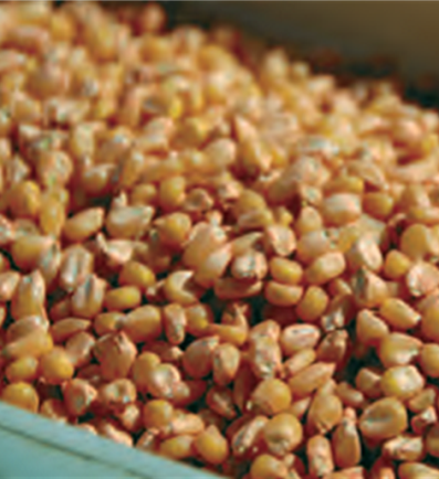 seeds treated by Teprosyn