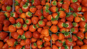 Strawberry market requirement