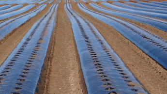 Кущі з пластиковим покриттям, готові до посадки